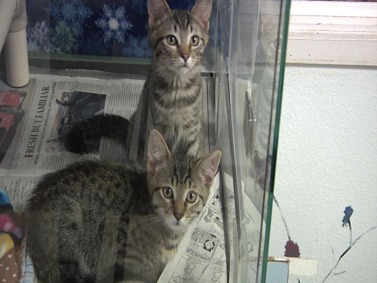 Tri Cities Animal Shelter Asking For Kibble Donations This Holiday Season News Nbcrightnow Com
