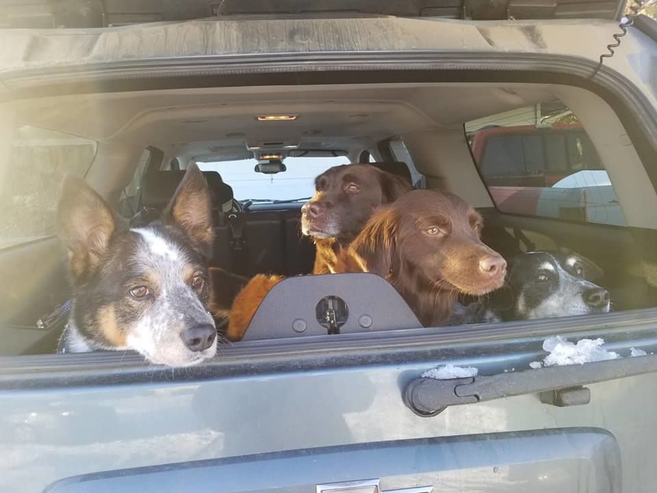 Maisey Leach Jake, Zeke, Rhett and Tucker ready to go for a ride!.jpg