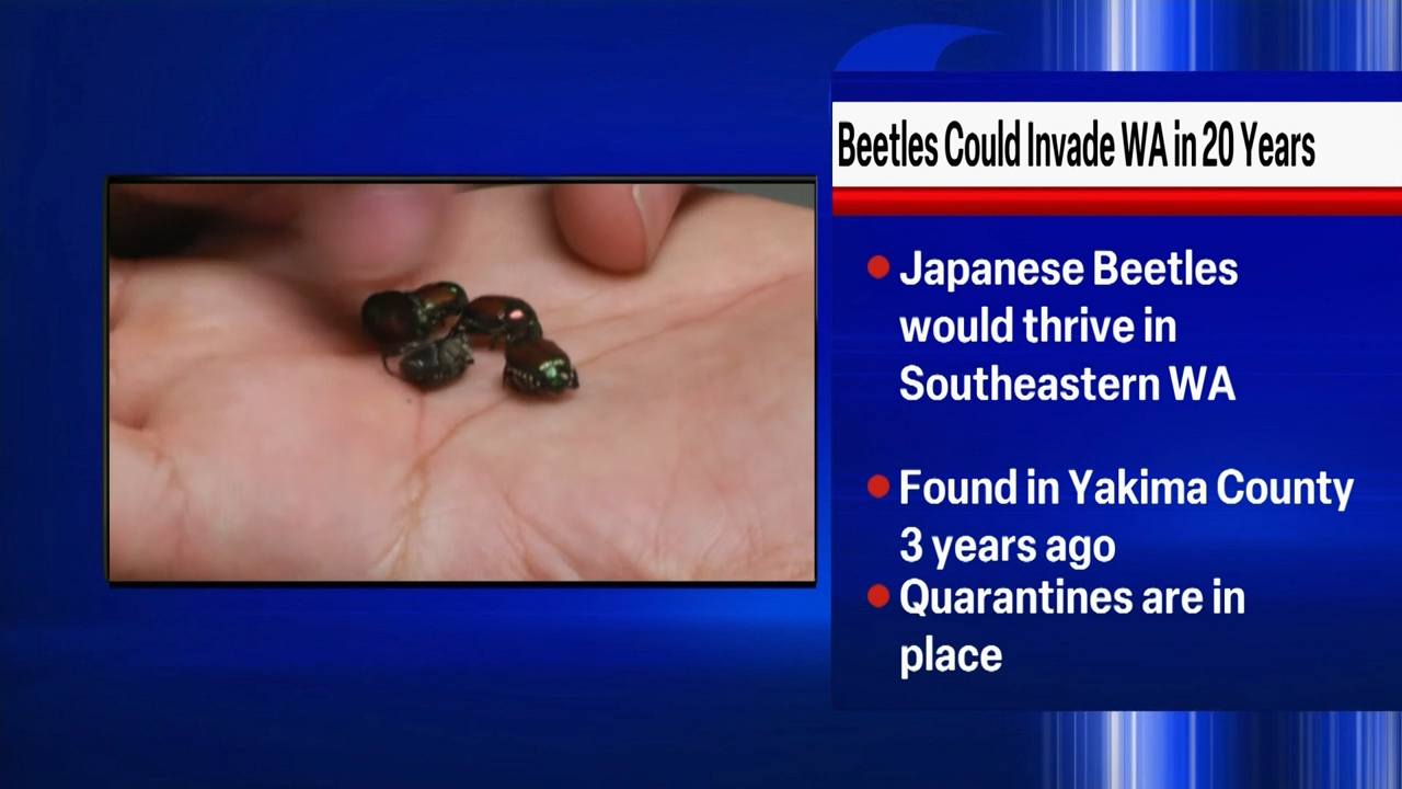 Study Japanese Beetles Could Spread Throughout State In 20 Years   64b6eb1182f6f.preview 