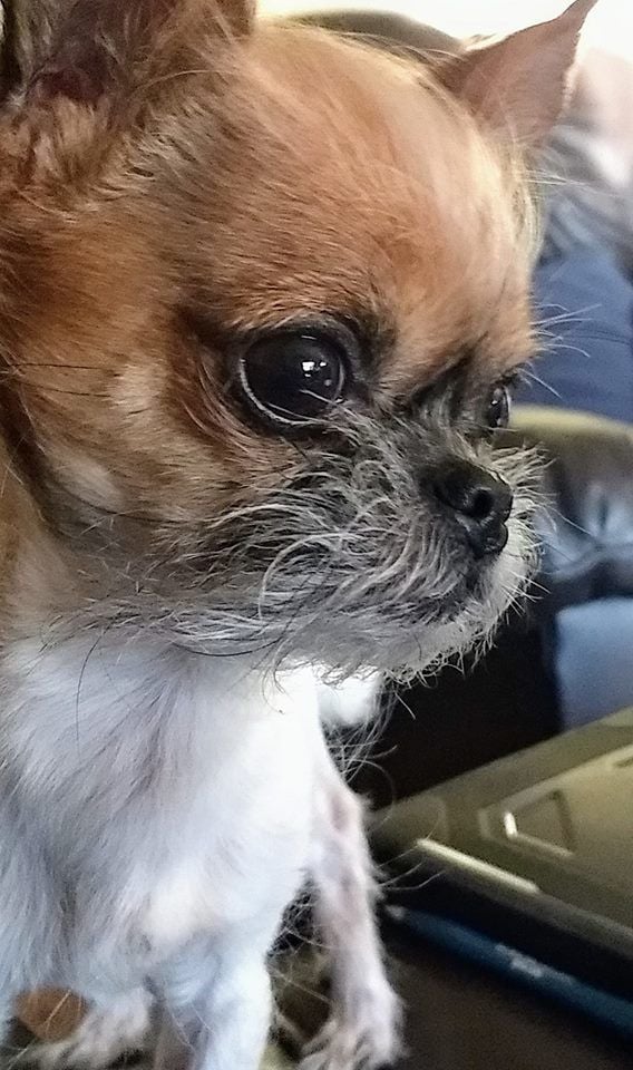 Michelle Fortin Gesh This is #KingRoland. He is a 3 year old Chug..jpg