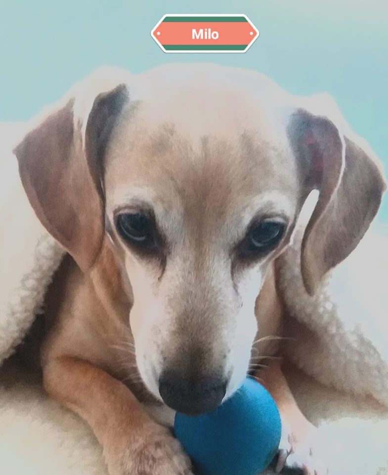 Misty Mixon milo my 9yr old dachshund-jrt mix.jpg
