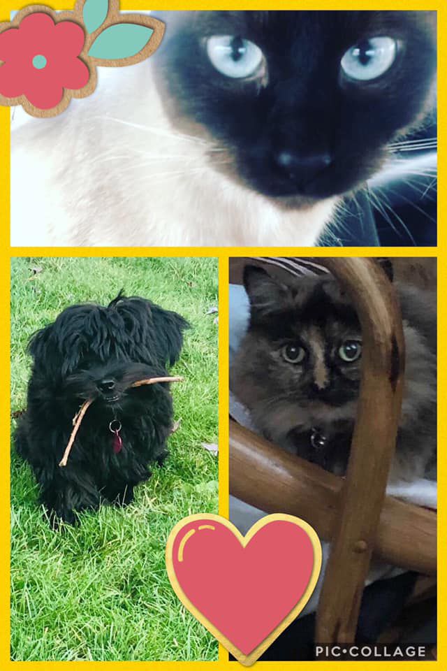Morgan Brook Stoltzner Pepper (Top), Mimi ( lower left) and Fluffy (lower right).jpg
