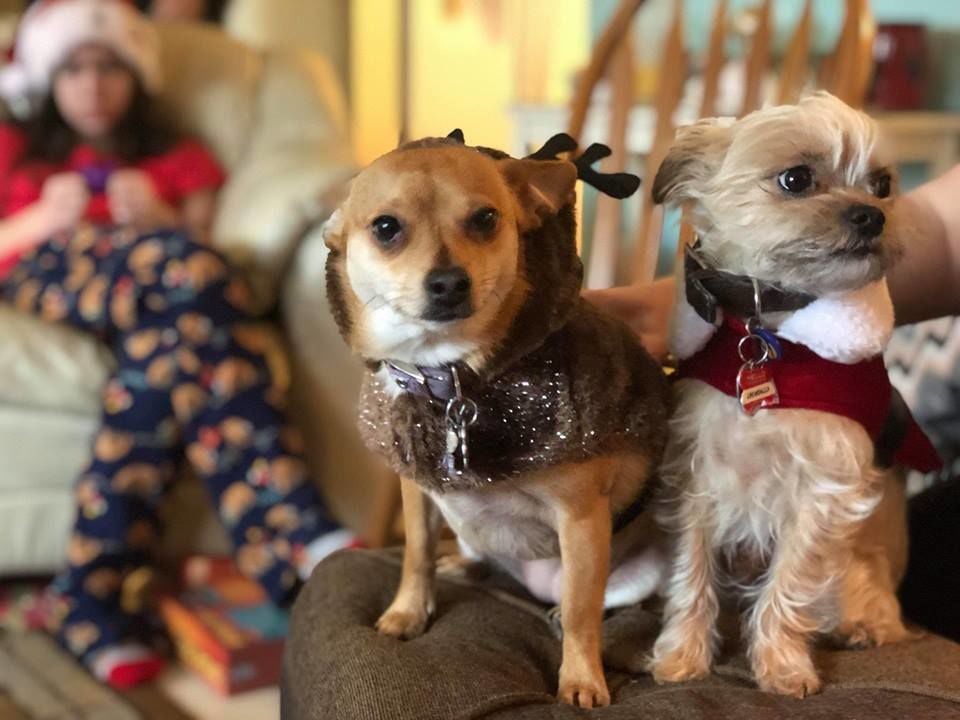 Patricia McCawley Brewster Chewbacca and Leia.jpg