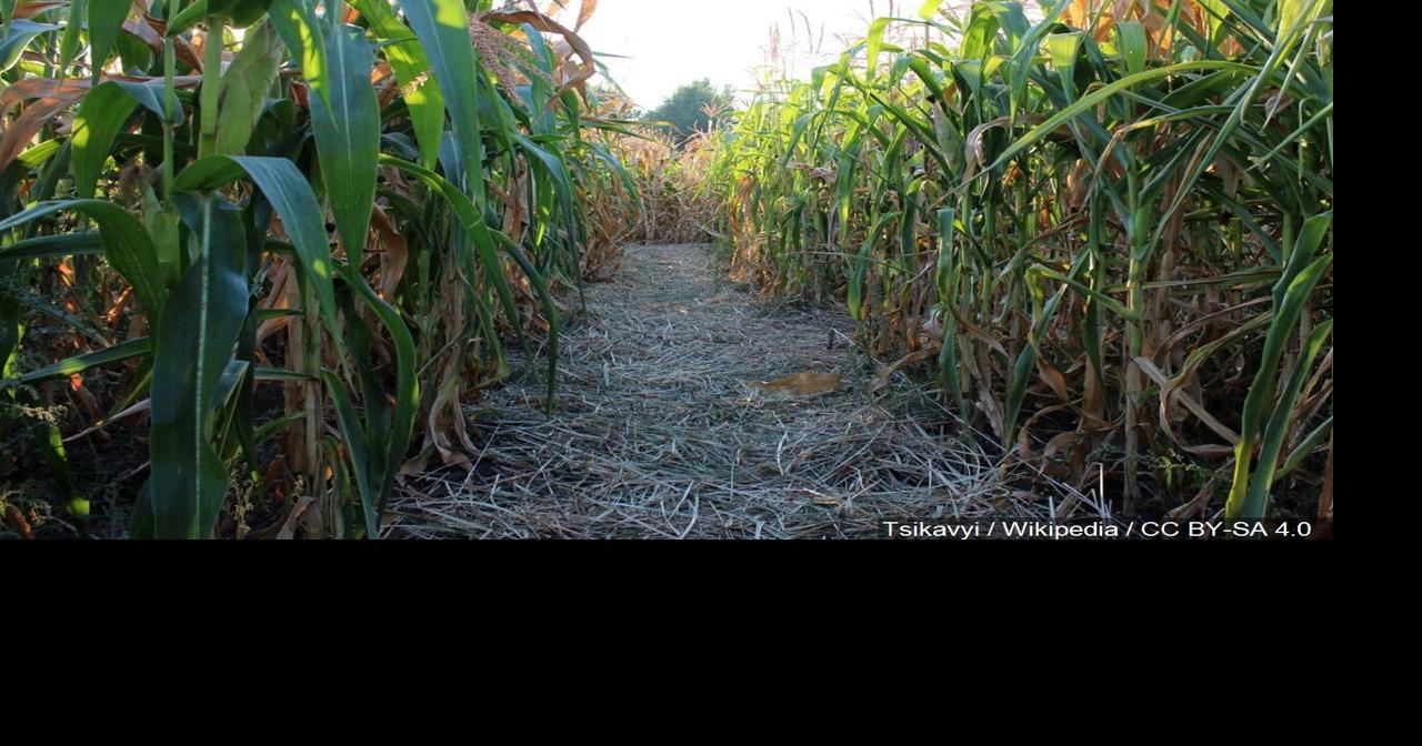 Stabbing last Friday at Union Gap Corn Maze News