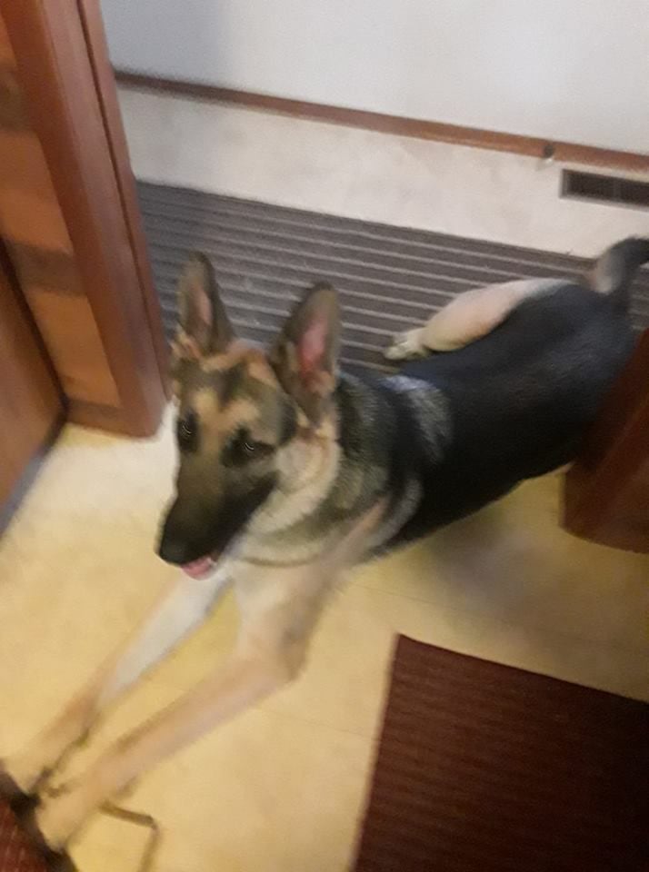 german shepherd emotional support dog