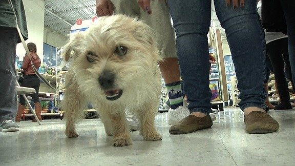 PETSMART ADOPTION EVENT