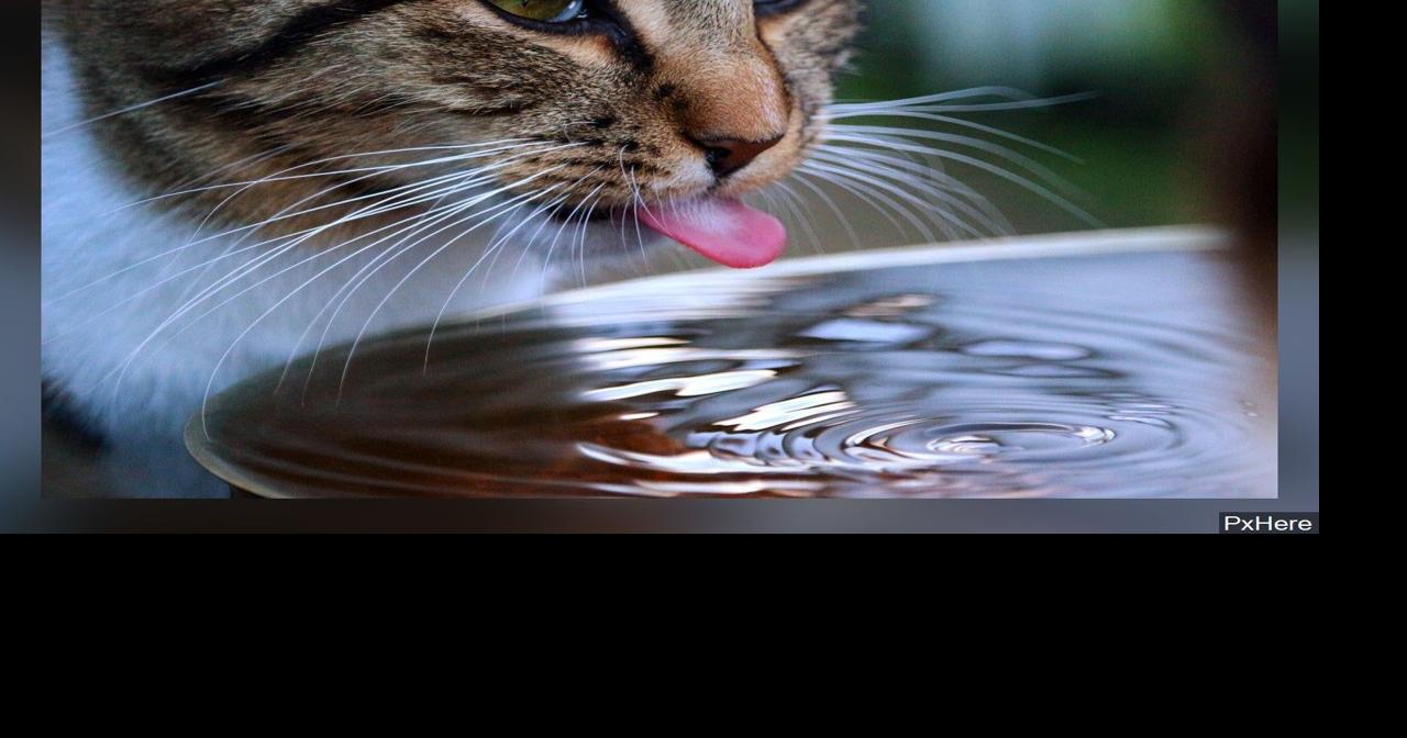 Kennewick veterinarian gives pet safety tips as warm weather approaches Top Story