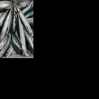 From nearly 13 million tons in 2014, the biomass of spawning-age mackerel has plummeted to less than 3 million tons in 2025