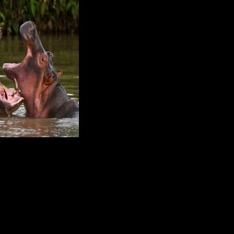 Hippos descended from a small herd introduced by drug kingpin Pablo Escobar in the wild in Colombia, in April 2023
