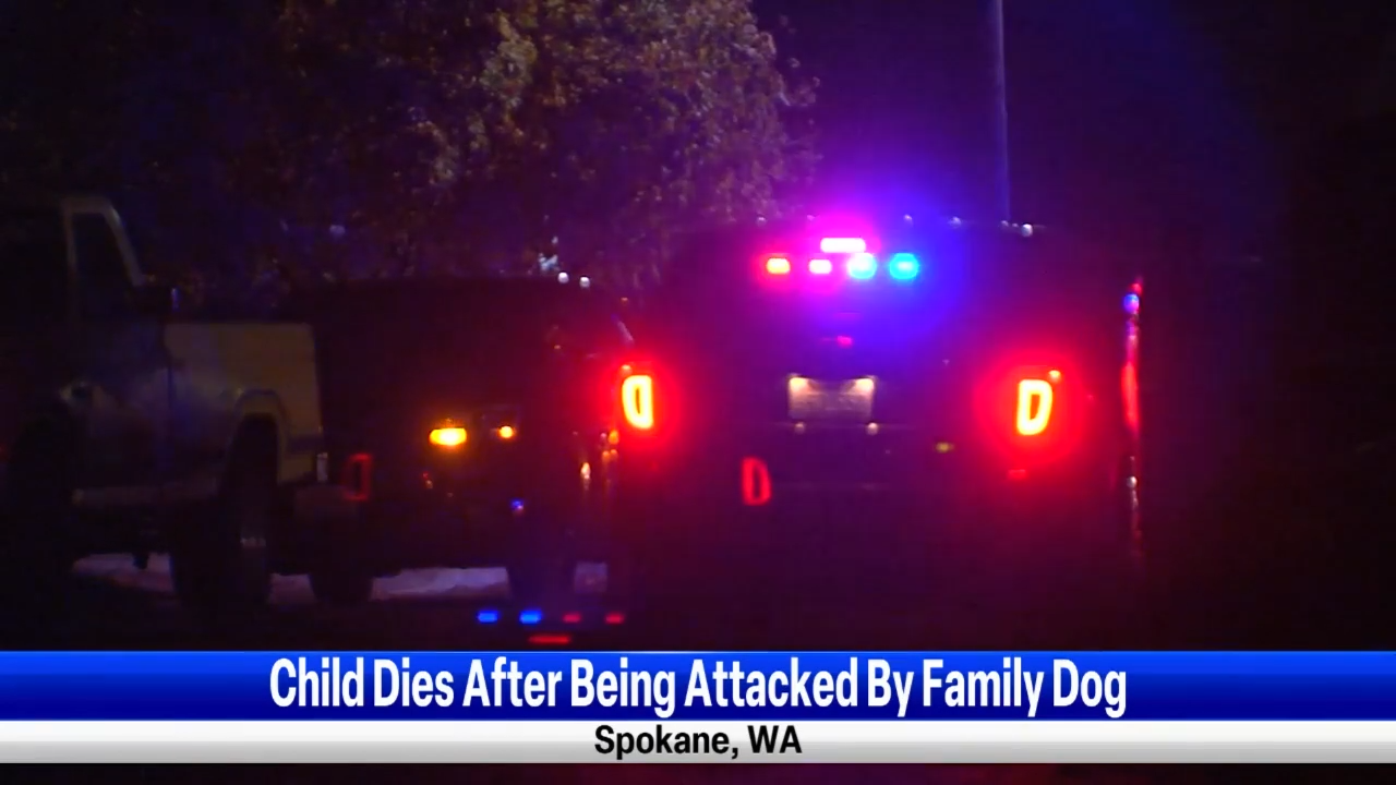 ‘It’s A Tragedy’: 4-year-old Child Attacked And Killed By Family Dog On ...