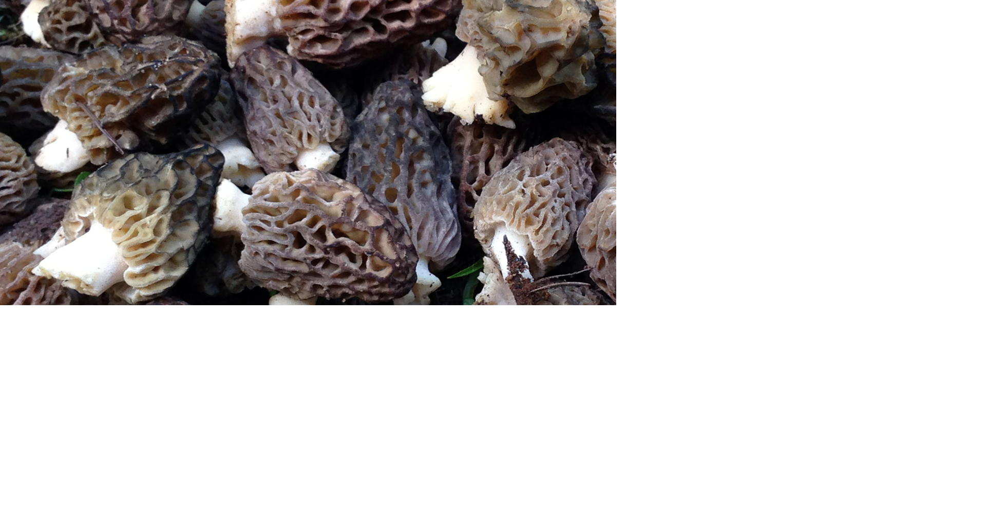 Mushroom harvesting permits go on sale May 2 with big crowds expected