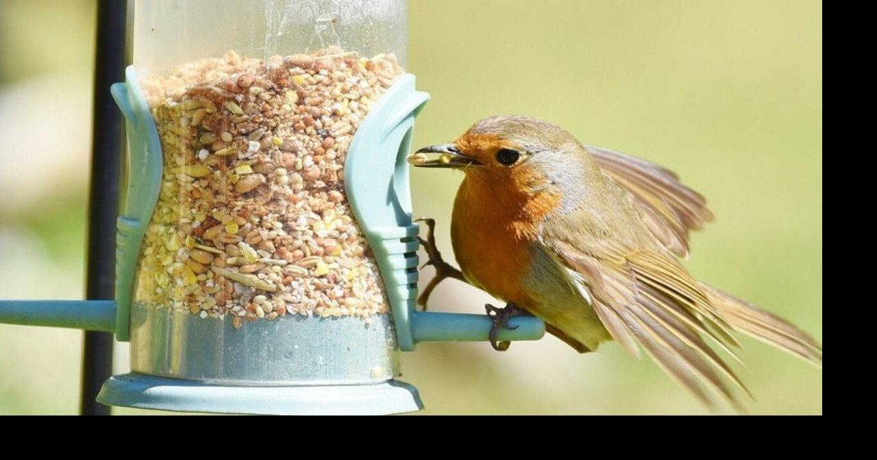 Most commonly seen birds in Oregon