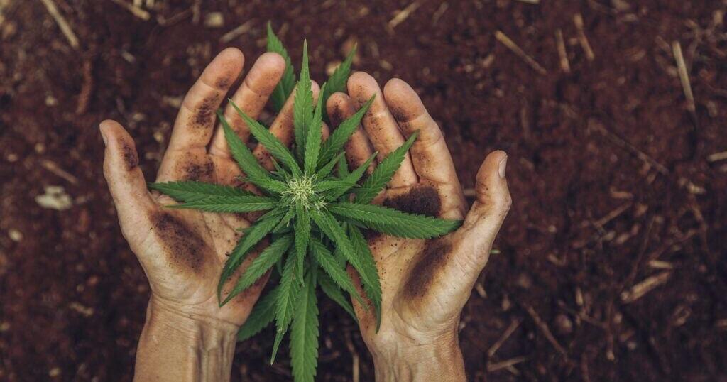 The latest attempt to legalize homegrown marijuana in Washington