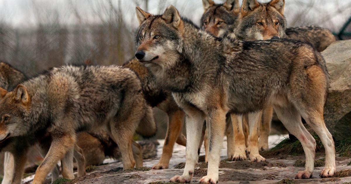 WDFW proposes reclassifying Washington gray wolves’ status from ...