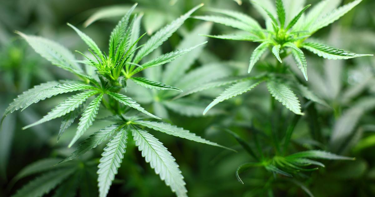 Cannabis seizure nets more than 3,000 plants near Orondo