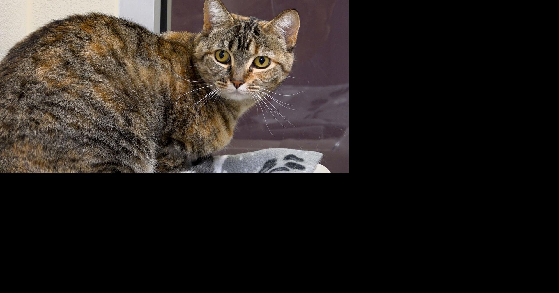 Paws for Pets: Josidana the Cat | Wenatchee Valley & NCW | ncwlife.com