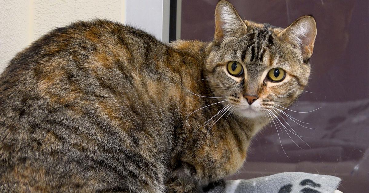 Paws for Pets: Josidana the Cat | Wenatchee Valley & NCW | ncwlife.com