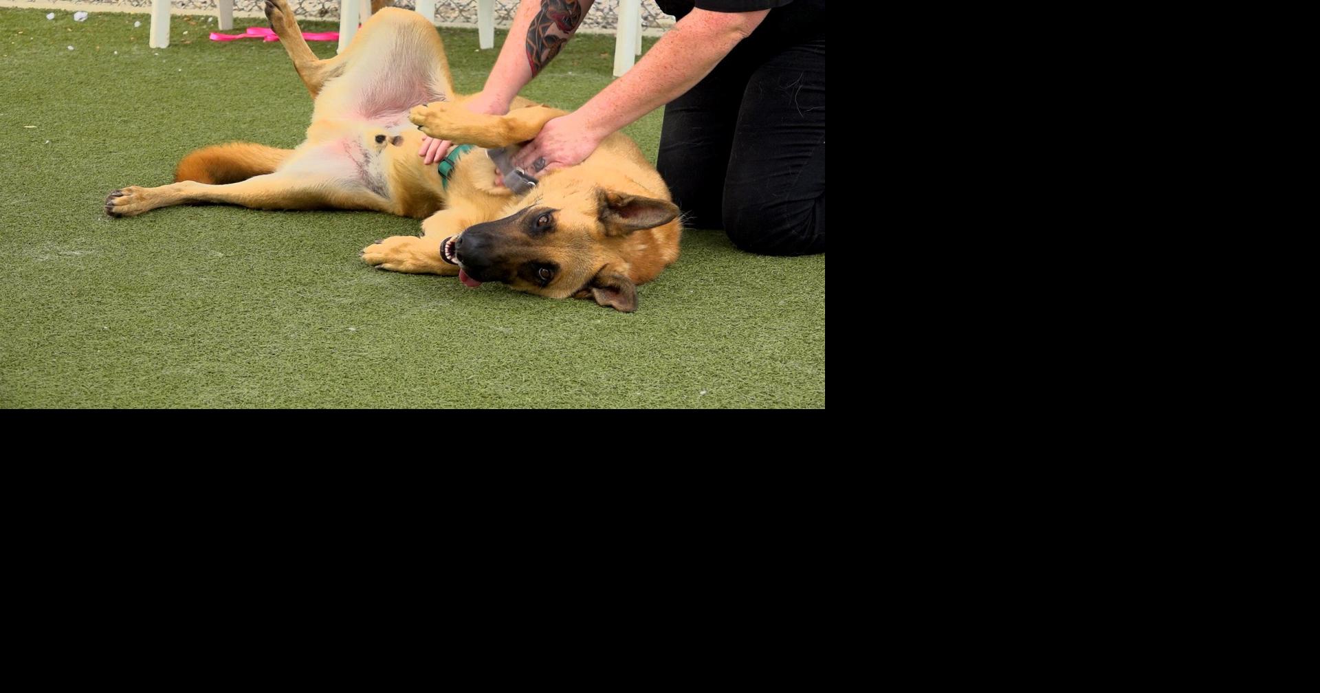 Paws For Pets: Declan | News | ncwlife.com