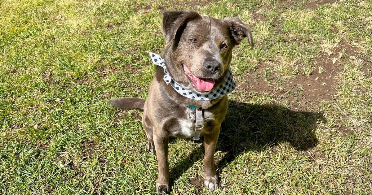 Paws For Pets | Stormy