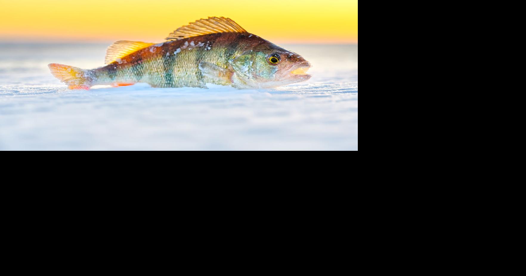 WDFW proposes removing daily yellow perch fishing limit at Fish Lake ...
