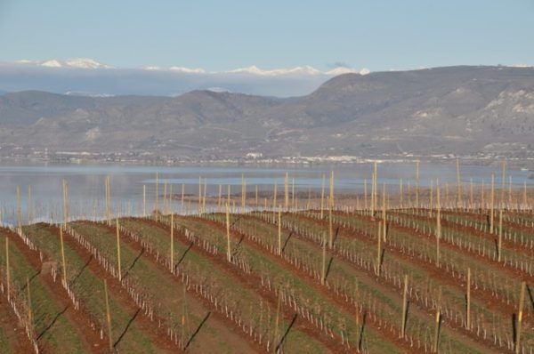 Rockit Apple, Lake Chelan Wa - Chelan Fresh