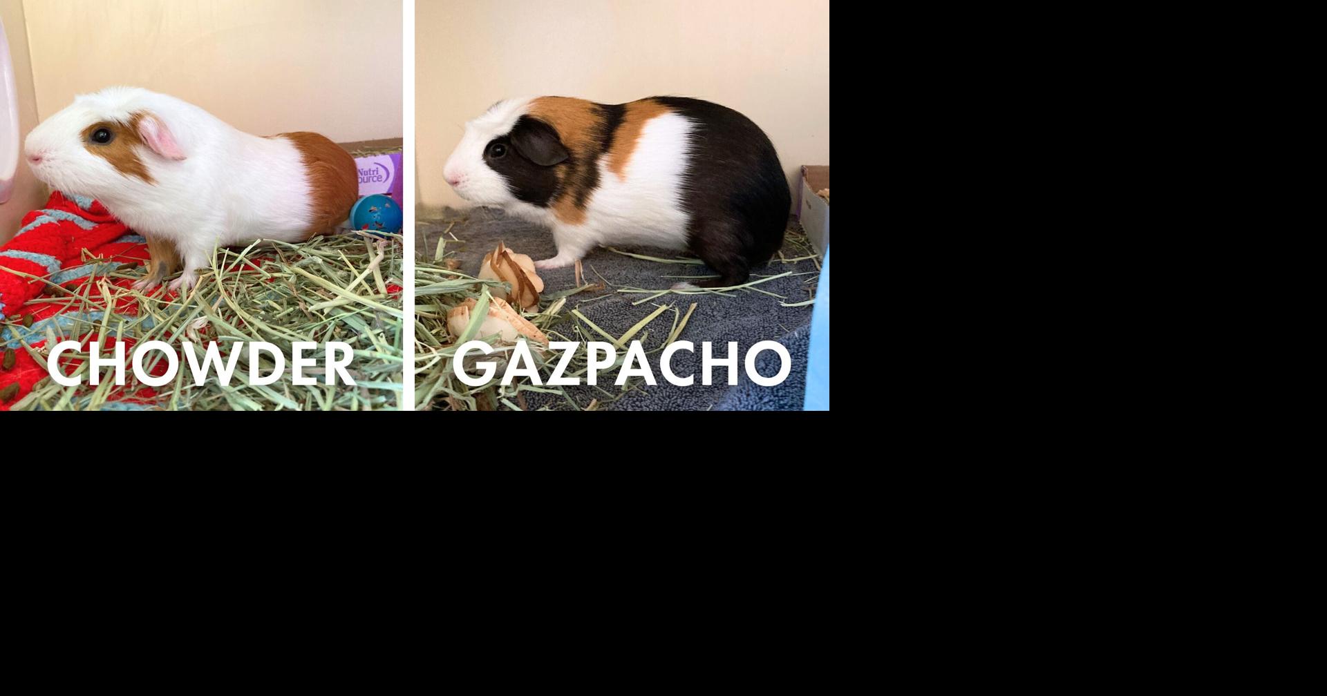 Paws For Pets | Gazpacho & Chowder revisited