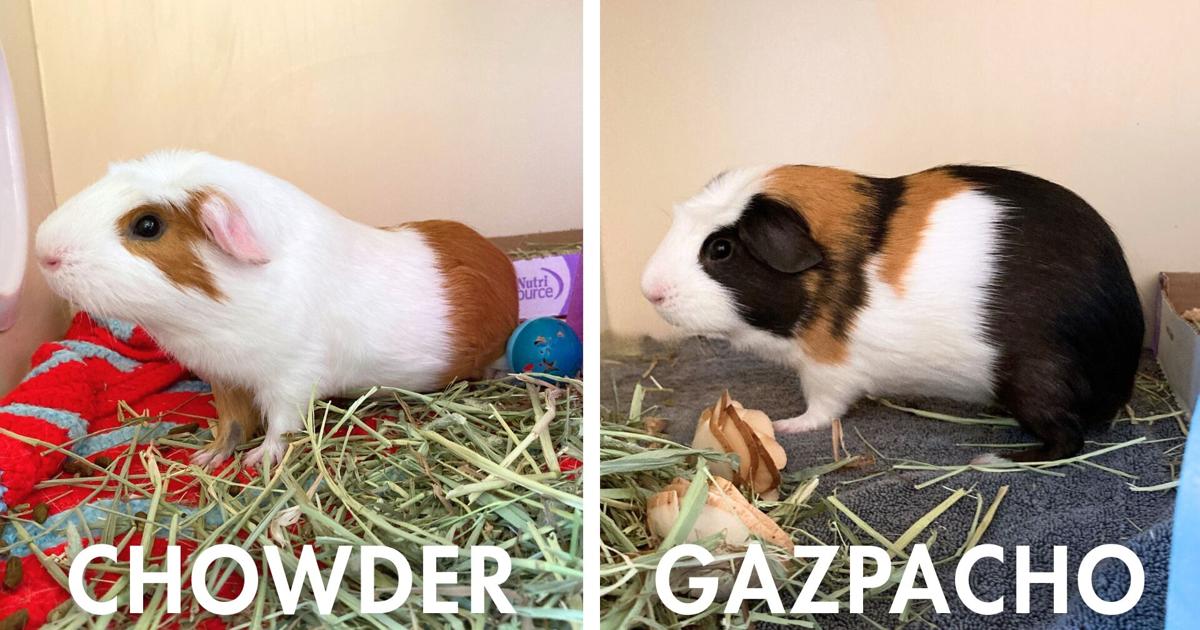 Paws For Pets | Gazpacho & Chowder revisited