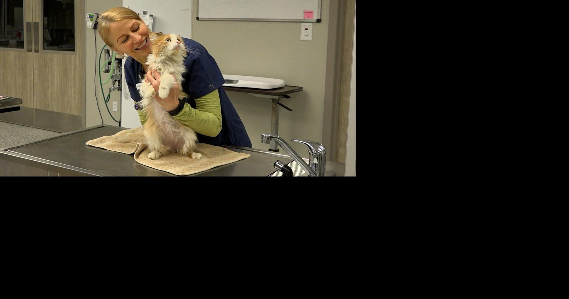 Wenatchee Valley Humane Society hires new veterinary director of ...