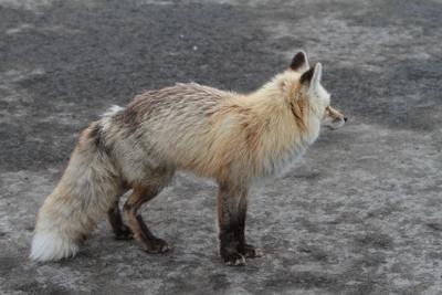 Cascade red fox2-NPS.jpg