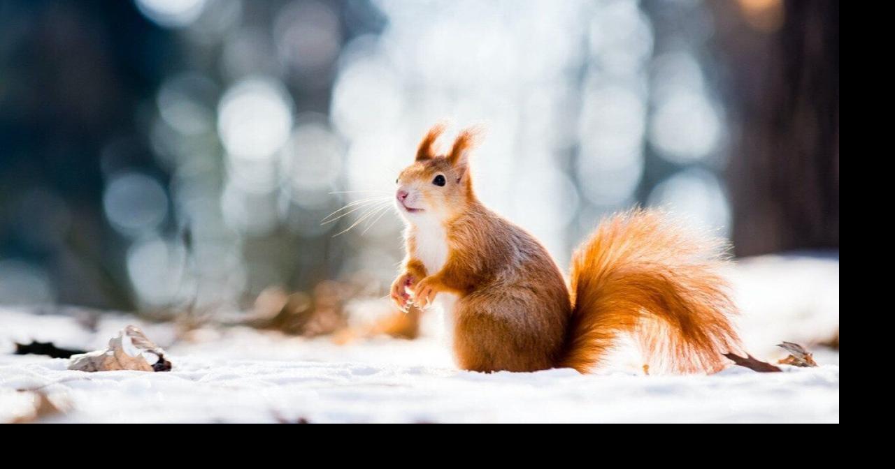 Coldest Januarys in Idaho since 1895