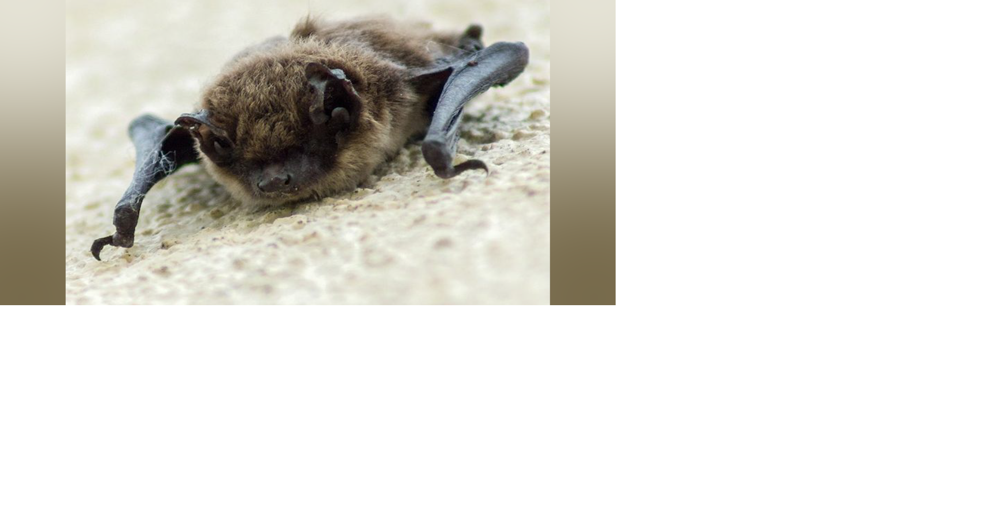 Health district says Douglas County bat tested positive for rabies ...