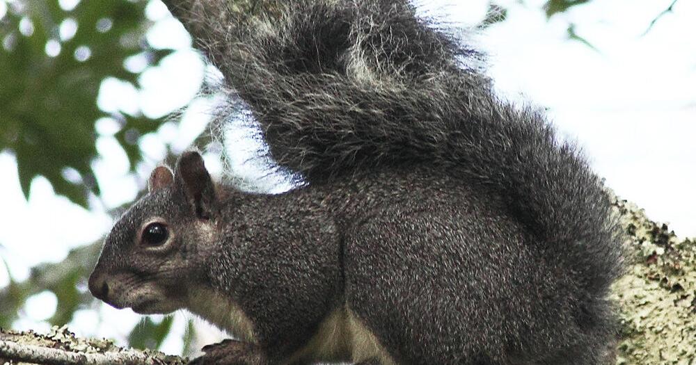 Western gray squirrel gets state endangered status