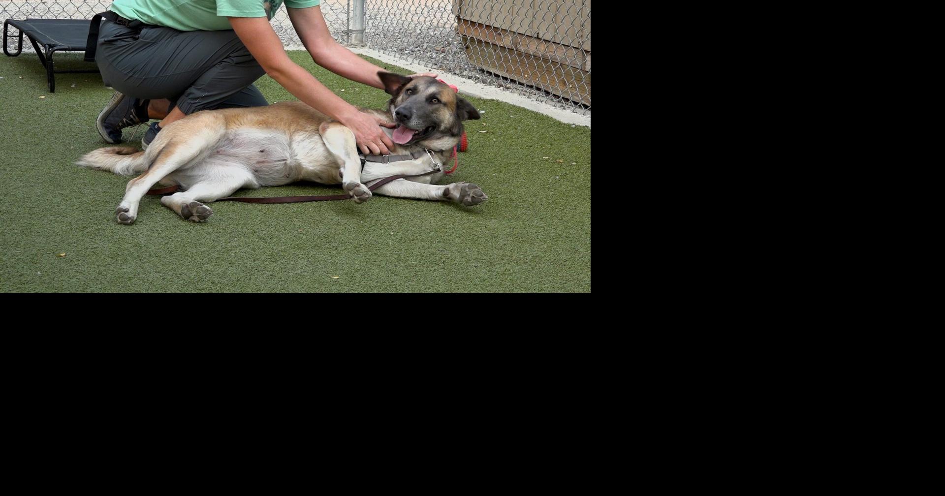 Paws for Pets: Zarza the Dog
