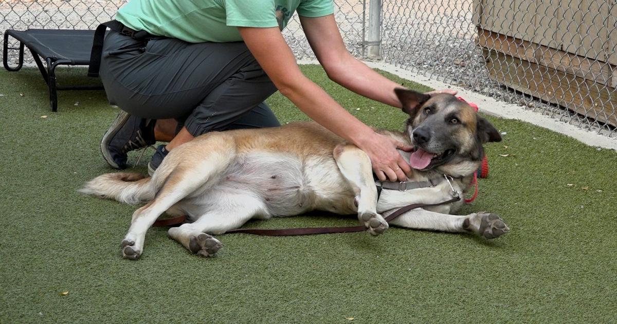 Paws for Pets: Zarza the Dog