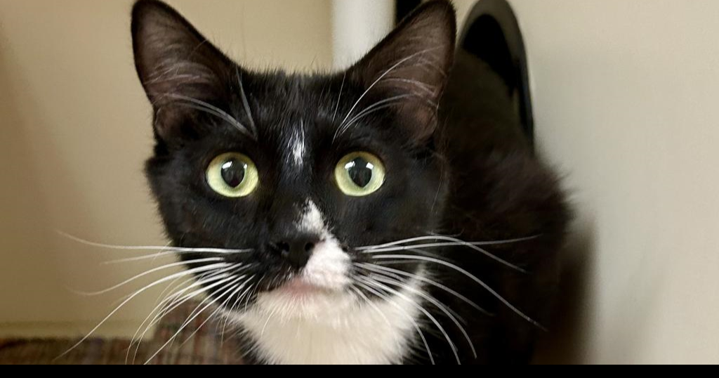 Paws for Pets: Ika the Cat Wenatchee Valley NCW ncwlife com