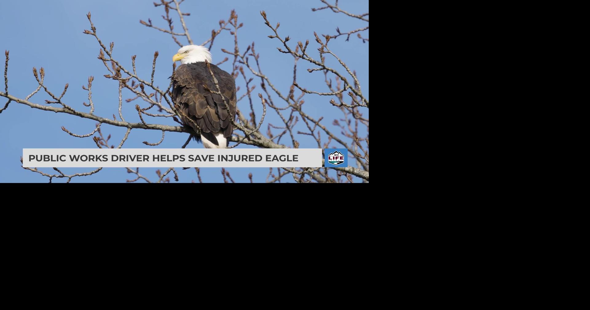 Public Works driver helps save injured eagle | Videos | ncwlife.com