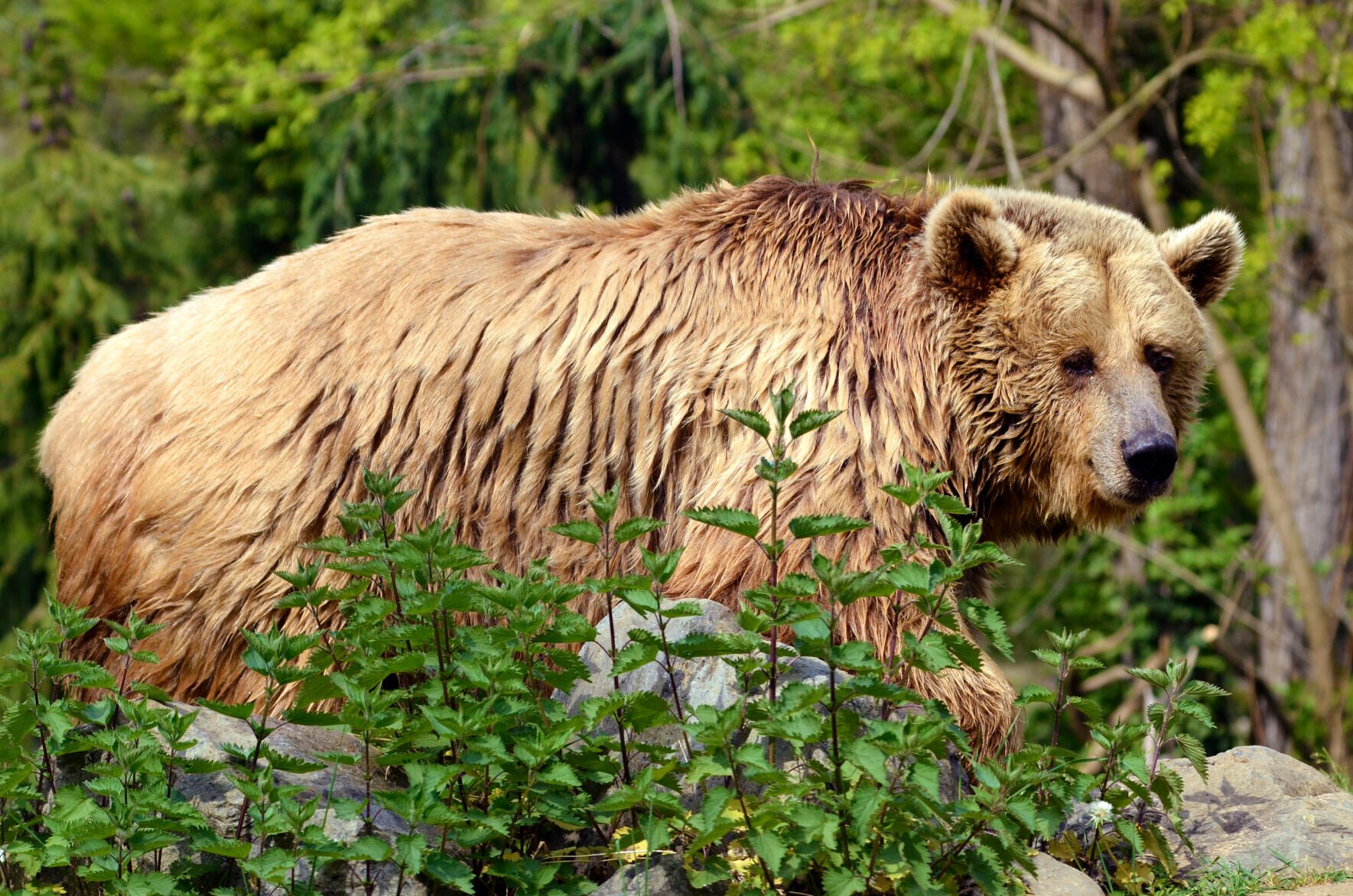 North Cascade Grizzly Bear Recovery Plan Unveiled | News | Ncwlife.com