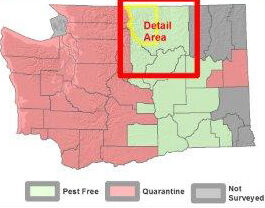Apple maggot quarantine will be extended into parts of Okanogan County |  Local News | ncwlife.com