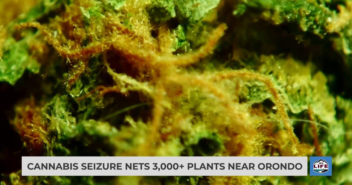 Cannabis seizure nets 3,000+ plants near Orondo