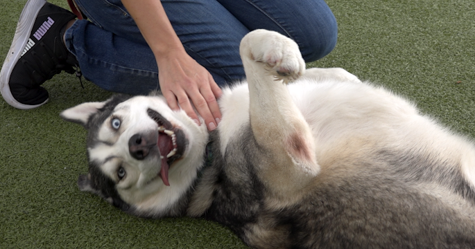 Paws for Pets: Simba the Dog | News | ncwlife.com