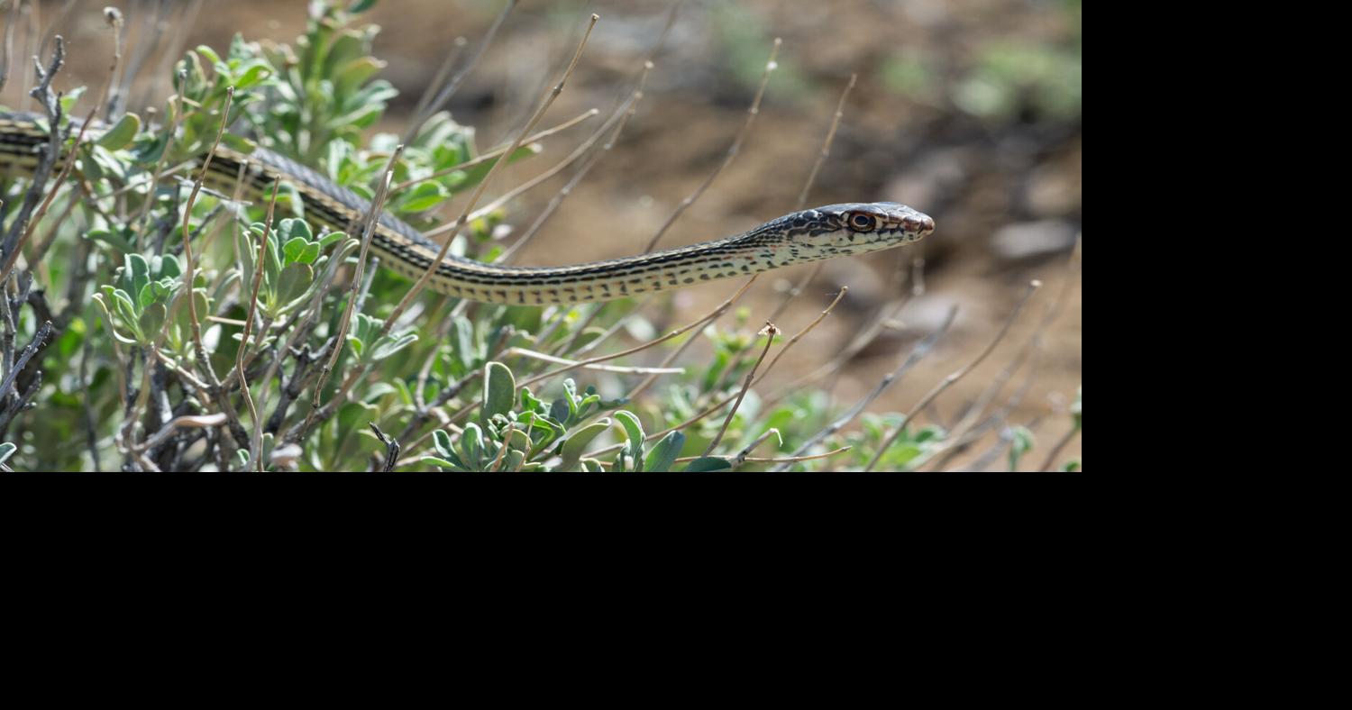 State seeks info on rarely-seen sage-steppe whipsnake