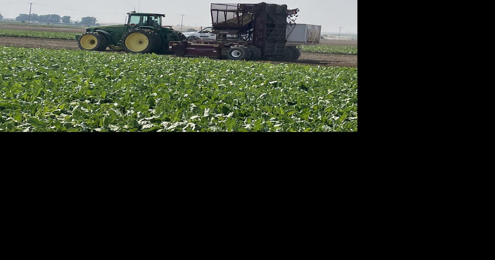 U of I report: Idaho agriculture’s economic impact hits record $44.5 billion