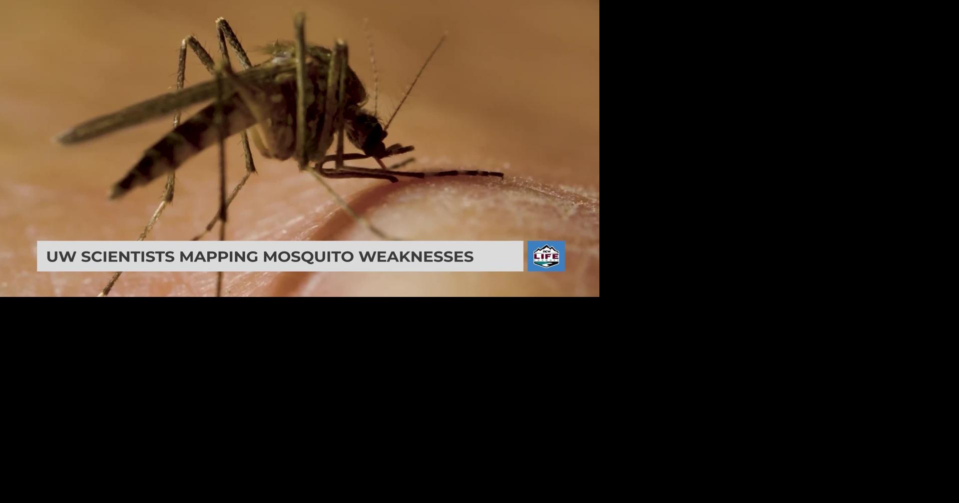 UW scientists mapping mosquito weaknesses