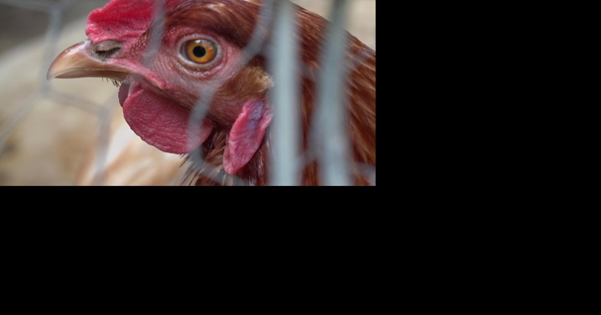 Bird flu found in Moses Lake commercial flock | News | ncwlife.com