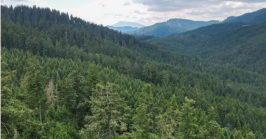 New management plan for OSU's McDonald-Dunn Research Forest