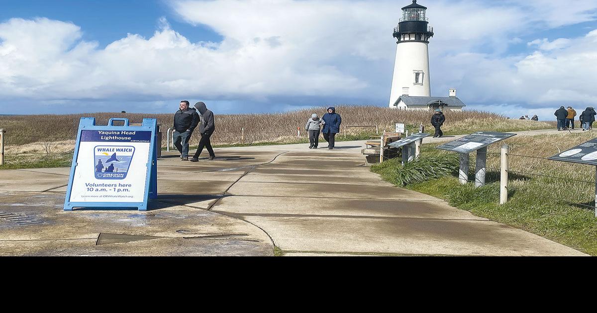 Spring Whale Watch Week News