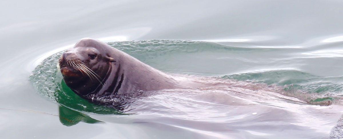 Sea Lions return to harbor | News | newportnewstimes.com