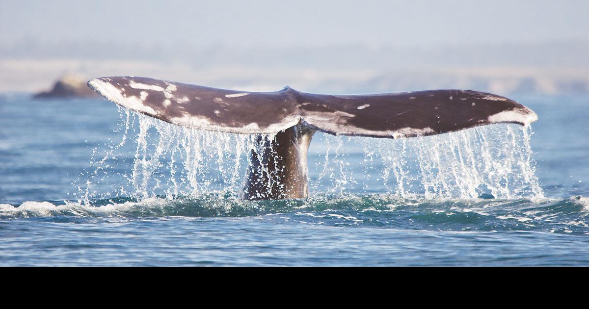 Summer Whale Watch Weekend Community