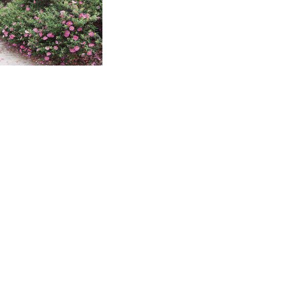 In The Garden: Prepare your garden now for summer heat and drought Kym Pokorny Lincoln County leader Guest Column Jun 6, 2026 3 mins ago