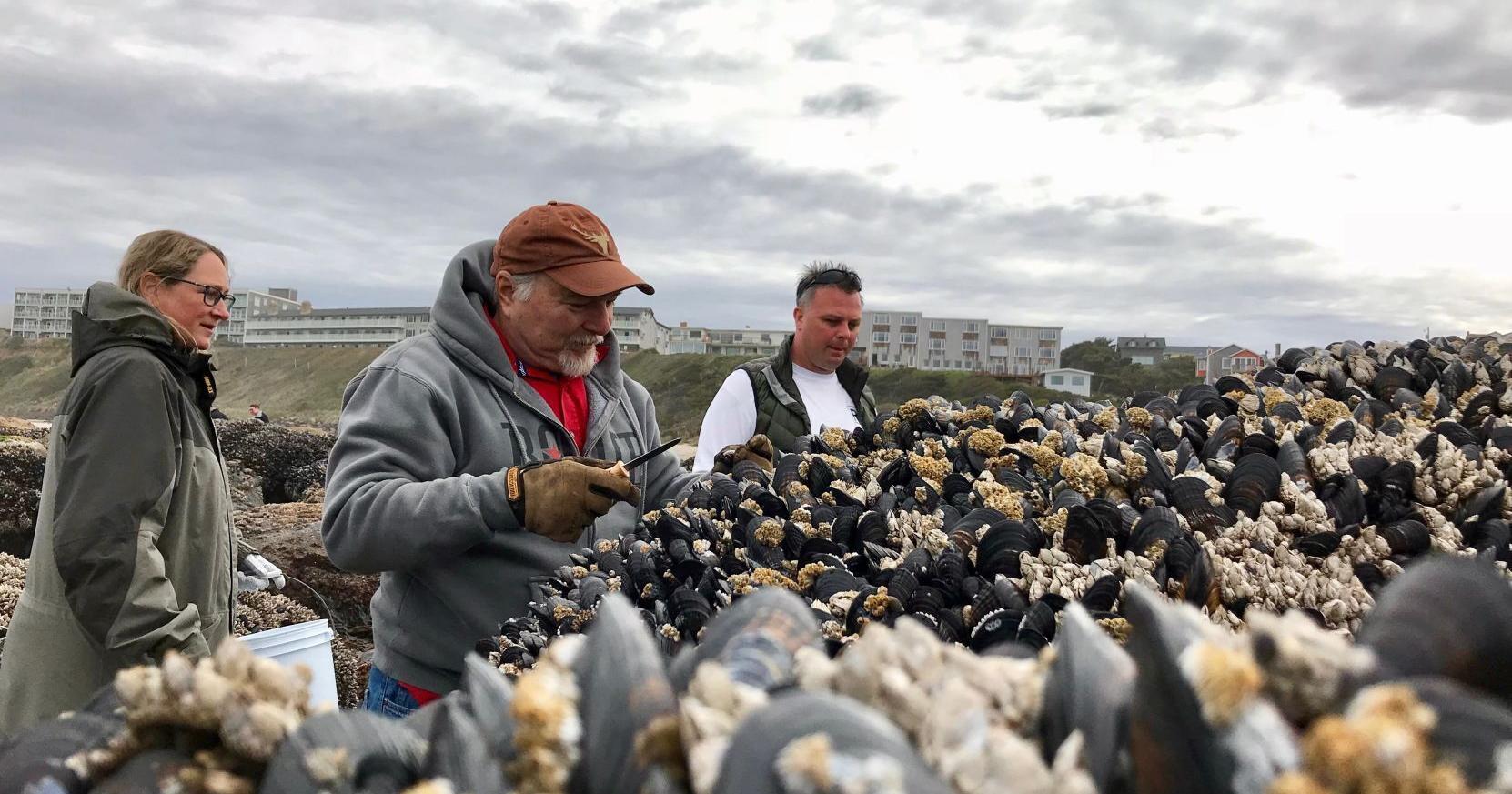 Mussel harvesting is closed from Seal Rock State Park to WA border - Vimarsana News